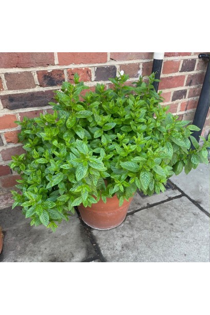 М`ята перцева Ментолова в горщику